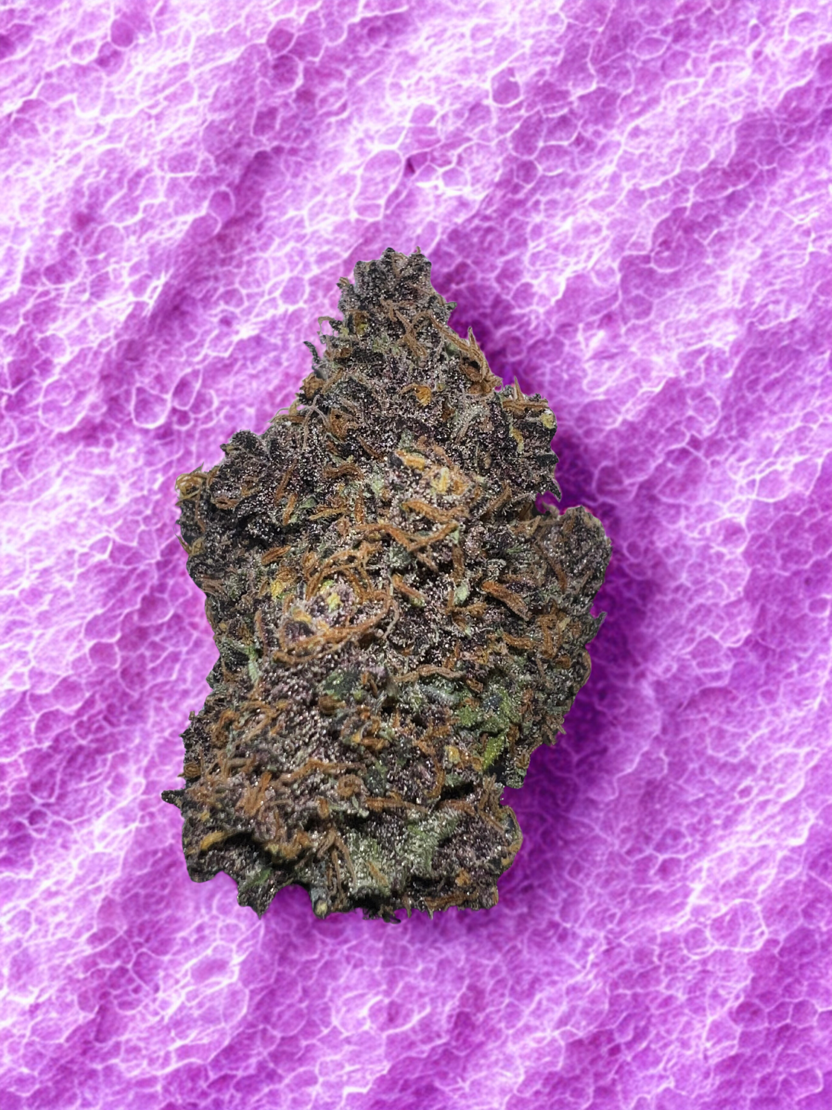 Fleur de CBD Blue Meringue violette, compacte, cultivée en indoor en sol vivant