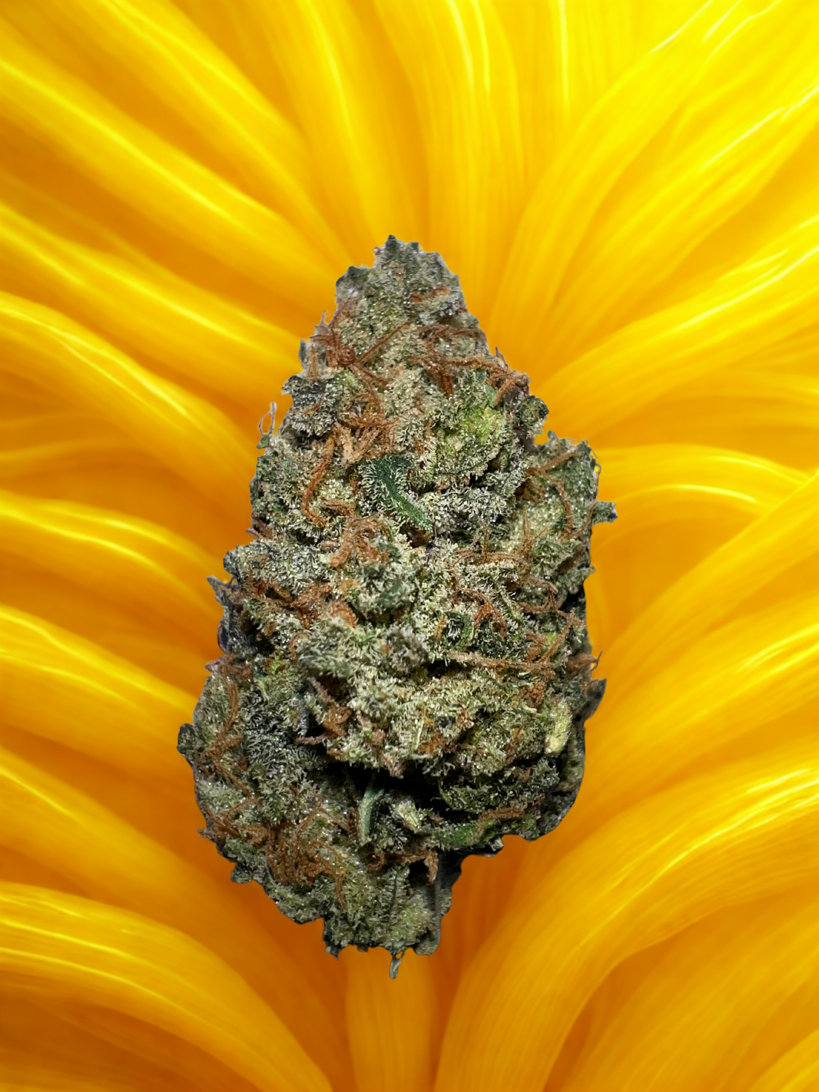 Fleurs de CBD OZK Original Zombie Kush vert clair, compactes, cultivées en indoor en sol vivant