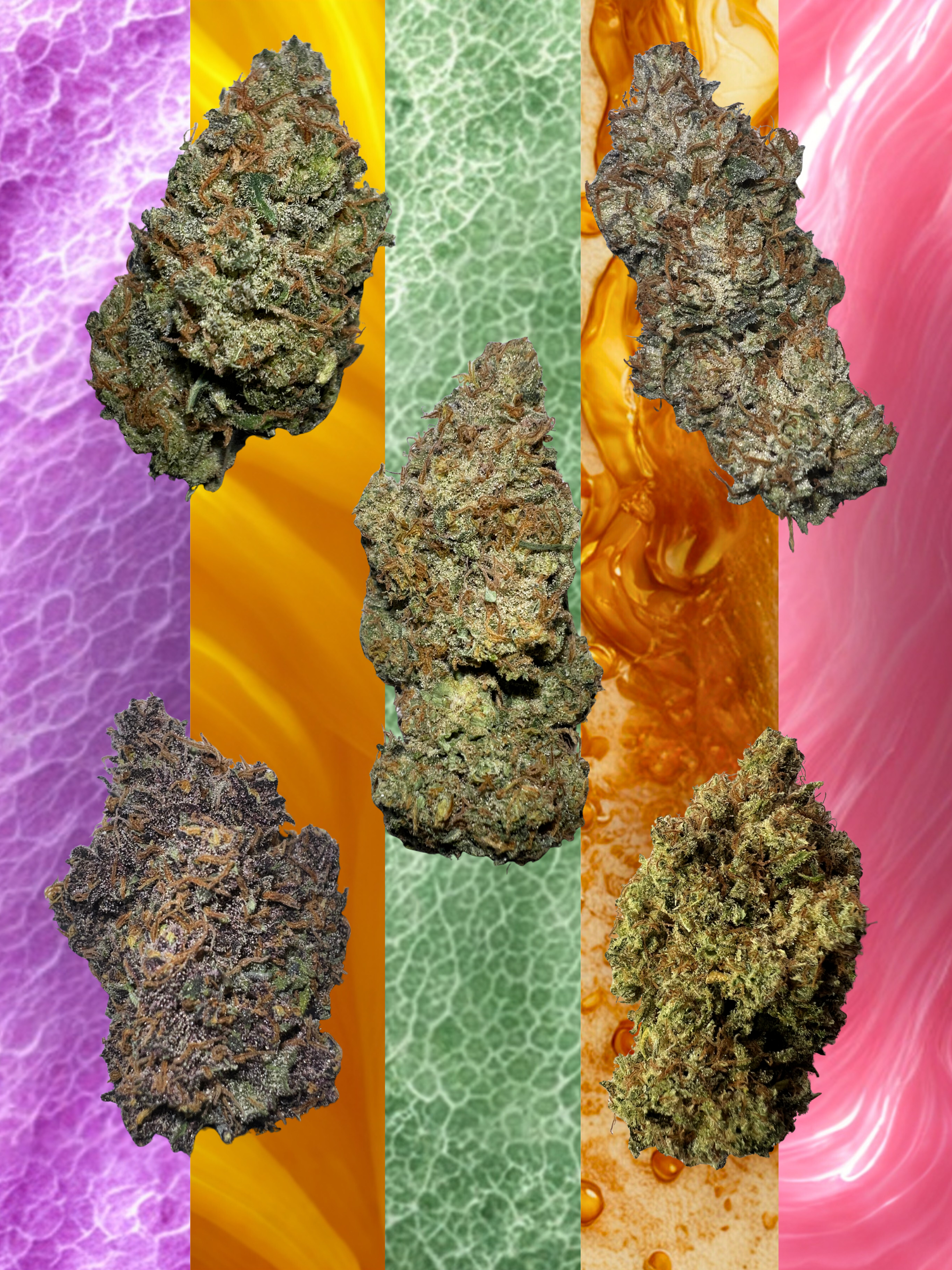 Pack Découverte regroupant 5 variétés de fleurs de CBD Lacrem Garden, 1 gramme de chaque, cultivées en indoor en sol vivant