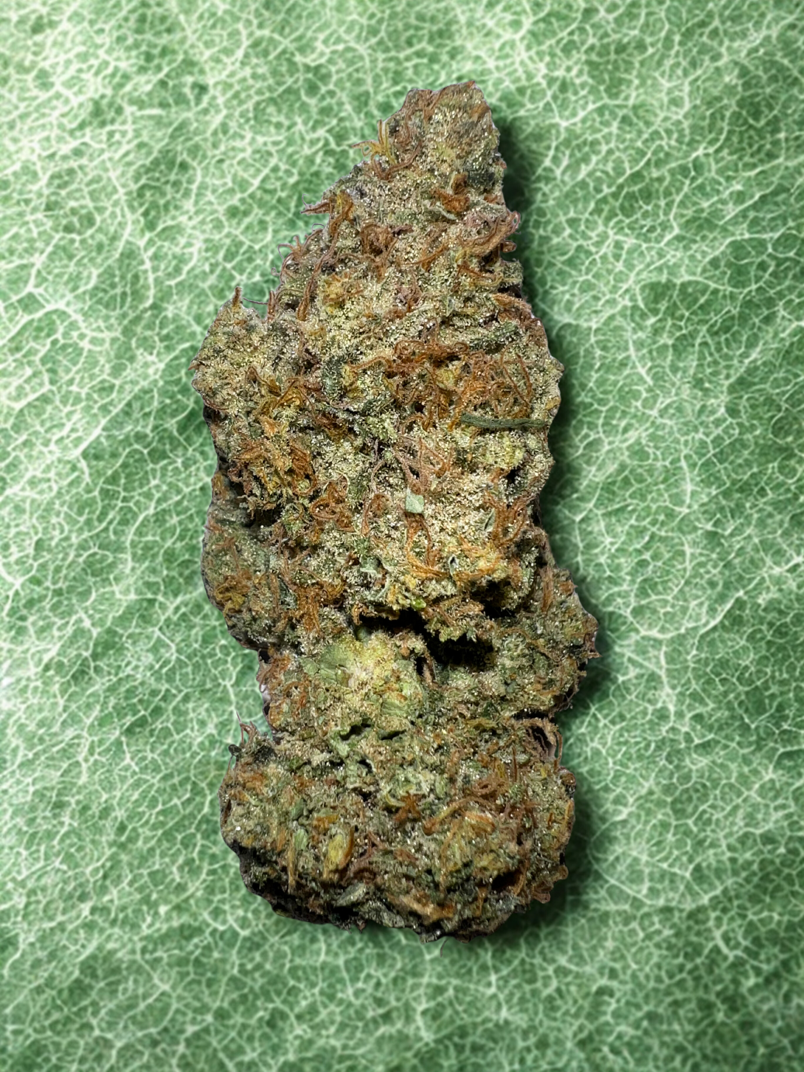 Fleurs de CBD Sour Kush très denses, riches en pistils, cultivées en indoor en sol vivant